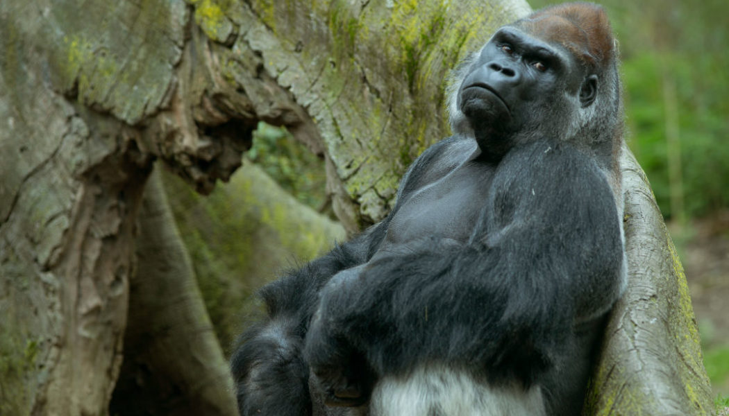 Boogie Down: Gorillas At The Bronx Zoo Spotted Engaging In Mouf Work