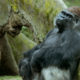 Boogie Down: Gorillas At The Bronx Zoo Spotted Engaging In Mouf Work