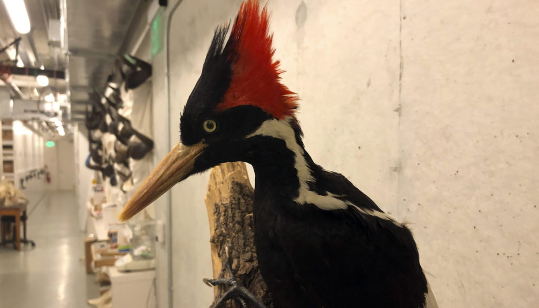 U.S. says ivory-billed woodpecker, 22 other species extinct