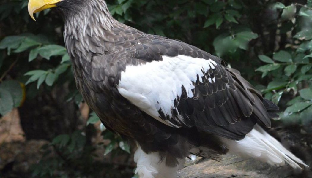 A very big eagle escaped from the National Aviary in Pittsburgh and is still at large