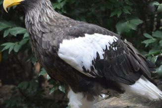 A very big eagle escaped from the National Aviary in Pittsburgh and is still at large