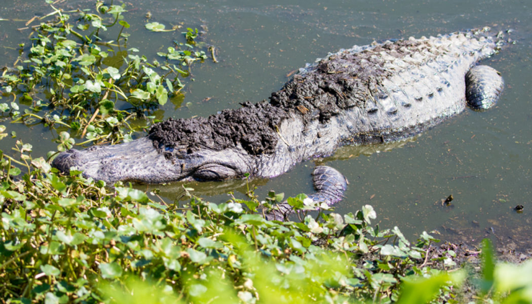 Florida Man Captures Alligator With Plastic Trash Bin