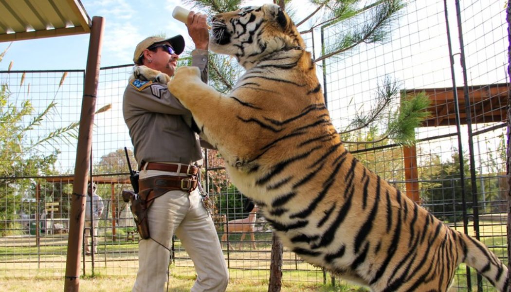 Joe Exotic and Carole Baskin’s Feud Continues To Unfold in New ‘Tiger King 2’ Trailer