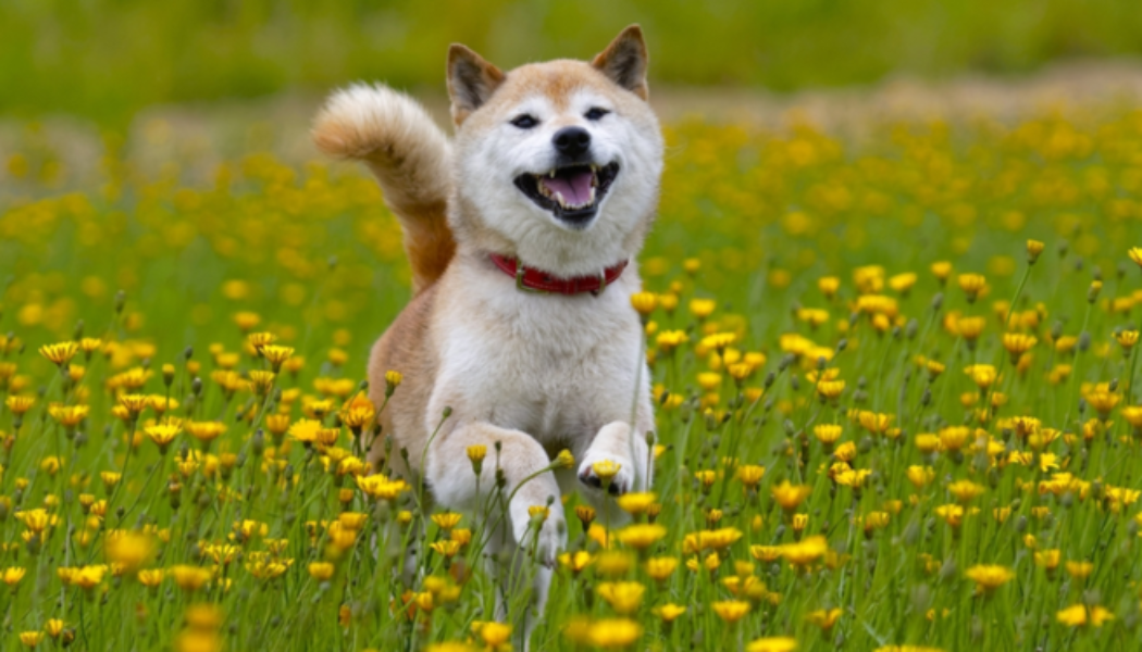 Shiba Inu price soars by over 200% in a week