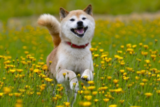 Shiba Inu price soars by over 200% in a week