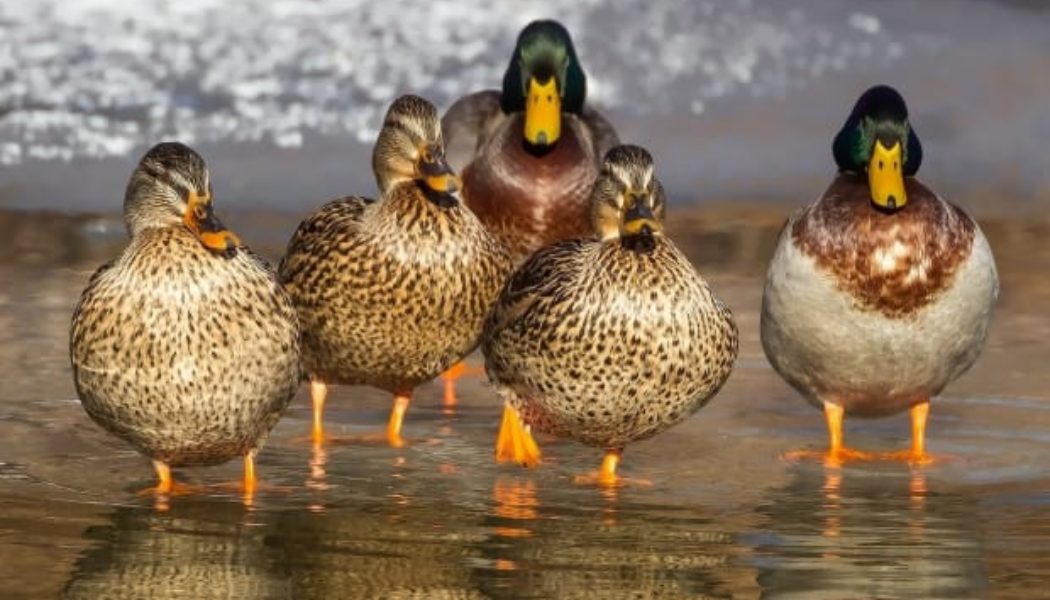 Watch Ducks Feast to Make Beats In Experimental Project By Benn Jordan