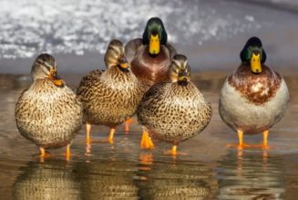 Watch Ducks Feast to Make Beats In Experimental Project By Benn Jordan