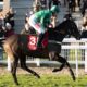 Elite Hurdle 2021 Preview, Predictions & Betting Tips – Sceau Royal Fancied for Third Wincanton Win