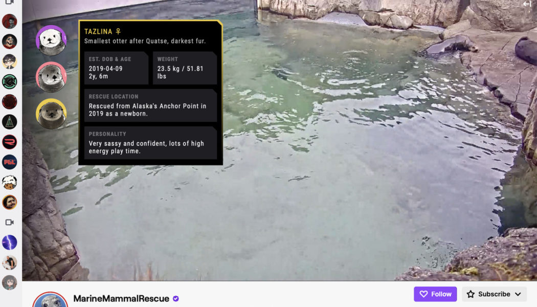 Twitch’s new Animals livestream category may give you that fuzzy feeling