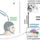 Music for the Mind: Researchers Develop Brain-Computer Interface That Matches Music to Your Mood