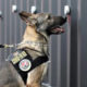 “COVID-19 Canines” Are Being Trained to Detect Virus at Concerts