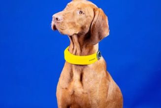 Invoxia Introduces Smart Health Collar For Your Dog