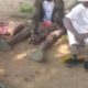 Littles Yahoo Boys Arrested With Snake In Owerri