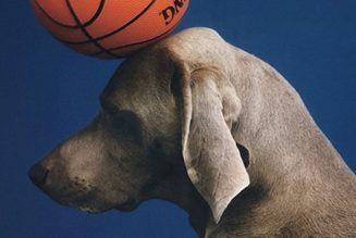 William Wegman Is the Artist Who Captures His Dogs as Humans