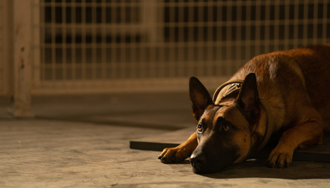 Dog Review: Channing Tatum and His Canine Co-Star Anchor a Surprisingly Emotional Road Trip Tale