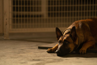 Dog Review: Channing Tatum and His Canine Co-Star Anchor a Surprisingly Emotional Road Trip Tale