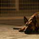 Dog Review: Channing Tatum and His Canine Co-Star Anchor a Surprisingly Emotional Road Trip Tale