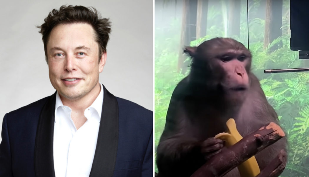 “Extreme Suffering”: 15 of 23 Monkeys with Elon Musk’s Neuralink Brain Chips Reportedly Died