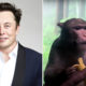 “Extreme Suffering”: 15 of 23 Monkeys with Elon Musk’s Neuralink Brain Chips Reportedly Died