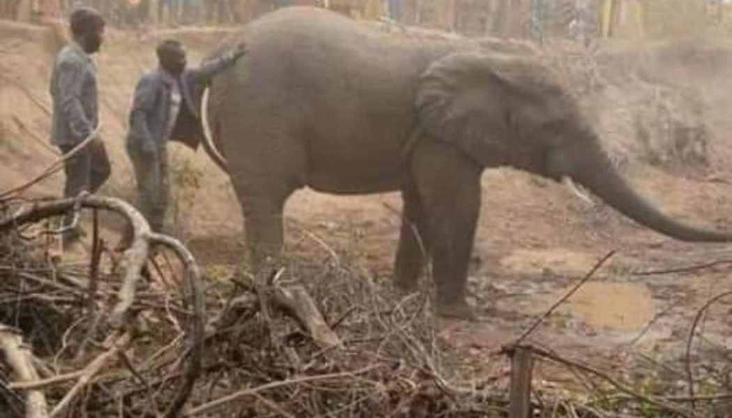 PHOTOS: Live elephant sighted on a farm in Oyo state