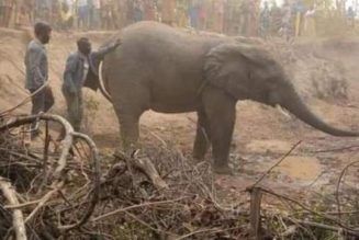 PHOTOS: Live elephant sighted on a farm in Oyo state