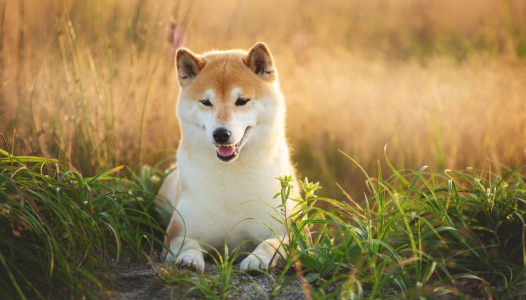 Shiba Inu announces ‘Shiba Lands’ – a virtual real estate in its Metaverse