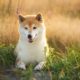 Shiba Inu announces ‘Shiba Lands’ – a virtual real estate in its Metaverse