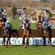 Lucky 15 Tips: Four horses to back on Monday 14th March