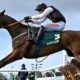 Stayers Hurdle Trends: Is Flooring Porter Worth Taking On at Cheltenham?