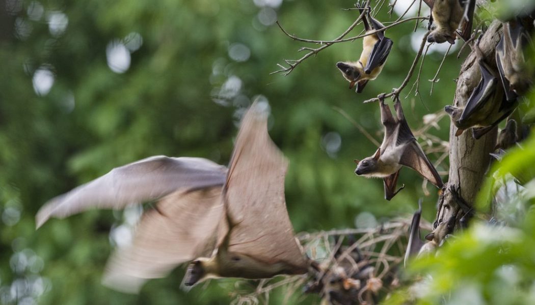 A warming world gives viruses more chances to hitchhike from species to species