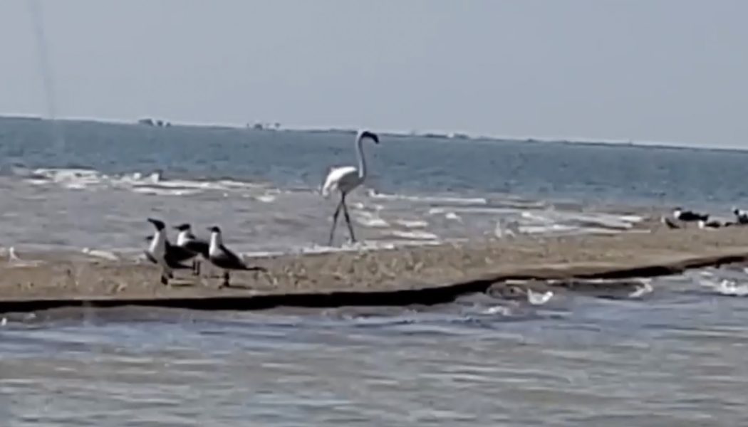 African Flamingo Pink Floyd Resurfaces in Texas 17 Years After Escaping Kansas Zoo