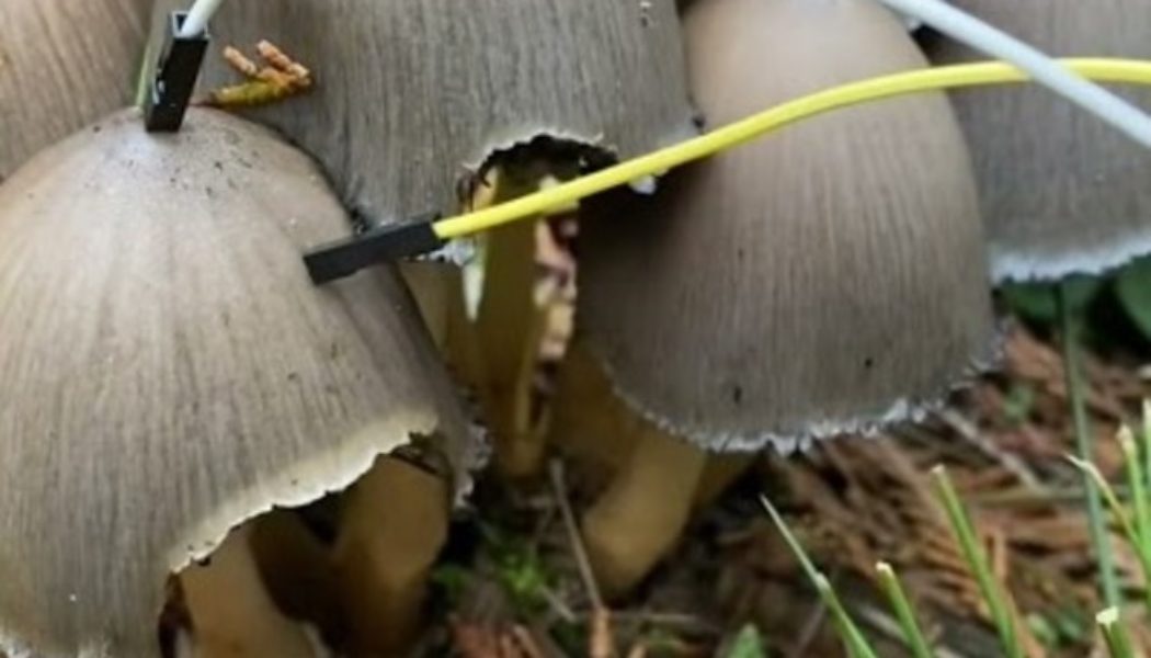 Artist Plugs Mushrooms Into a Synthesizer and Makes Blissful Electronic Music