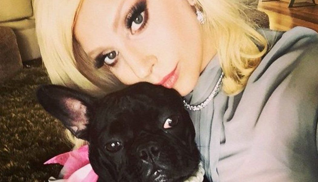 Man Accused of Shooting Lady Gaga’s Dog Walker Mistakenly Released from Jail