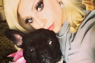 Man Accused of Shooting Lady Gaga’s Dog Walker Mistakenly Released from Jail