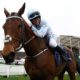 Paddy Power Champion Hurdle Trends | Horse Racing Tips For Friday’s Race