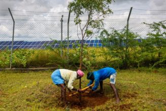 You can now tell Alexa to plant a tree