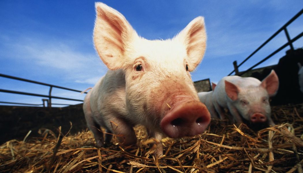 A pig virus may have contributed to the death of first pig heart transplant patient