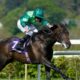 Coral Eclipse 2022 News: Real World and Stone Age Miss Sandown Race