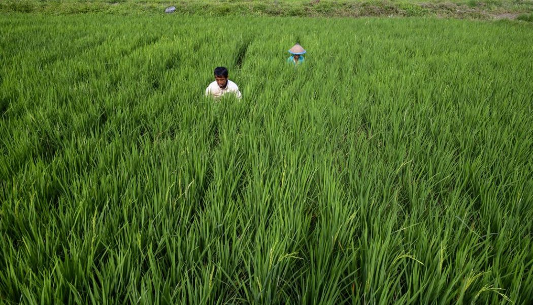 How CRISPR rice could help tackle climate change