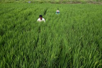 How CRISPR rice could help tackle climate change