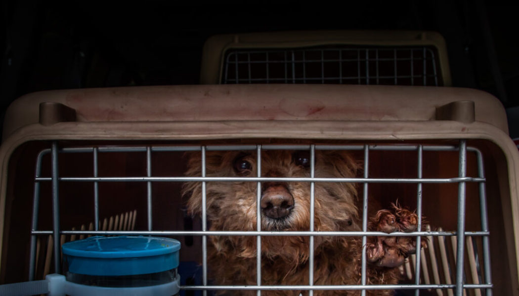 Lucky Dog: How No Dogs Left Behind Is Tearing Down the Dog Meat Trade