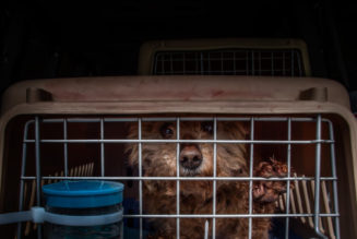 Lucky Dog: How No Dogs Left Behind Is Tearing Down the Dog Meat Trade