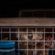 Lucky Dog: How No Dogs Left Behind Is Tearing Down the Dog Meat Trade