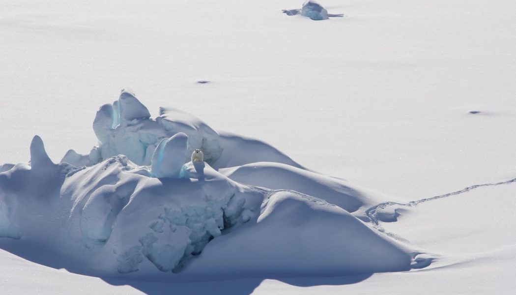 Meet the unique group of polar bears living with less sea ice