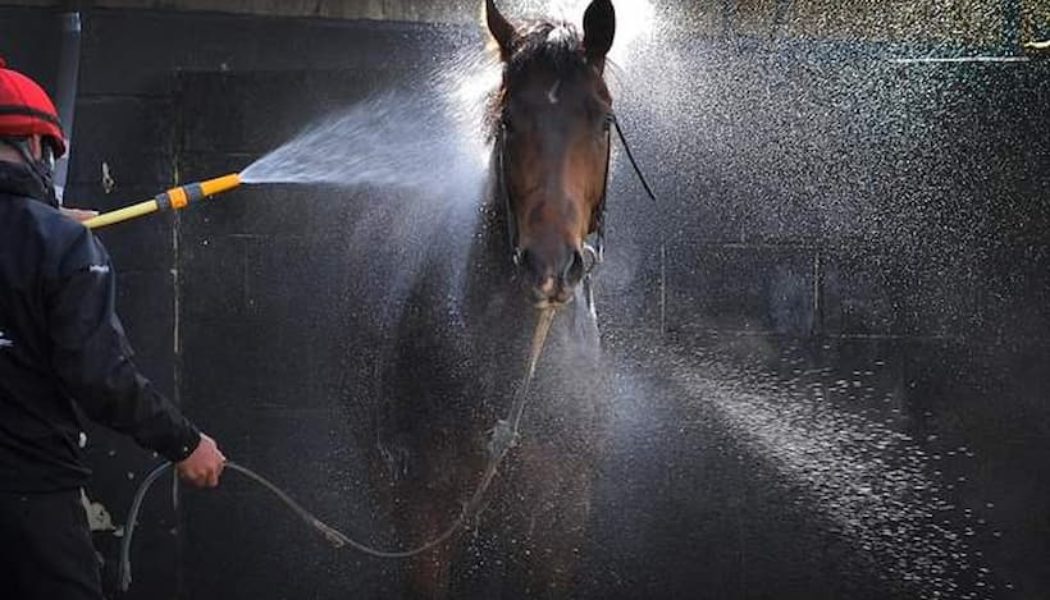 UK Heatwave Forces Some Horse Racing Meetings To Be Called Off