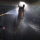 UK Heatwave Forces Some Horse Racing Meetings To Be Called Off