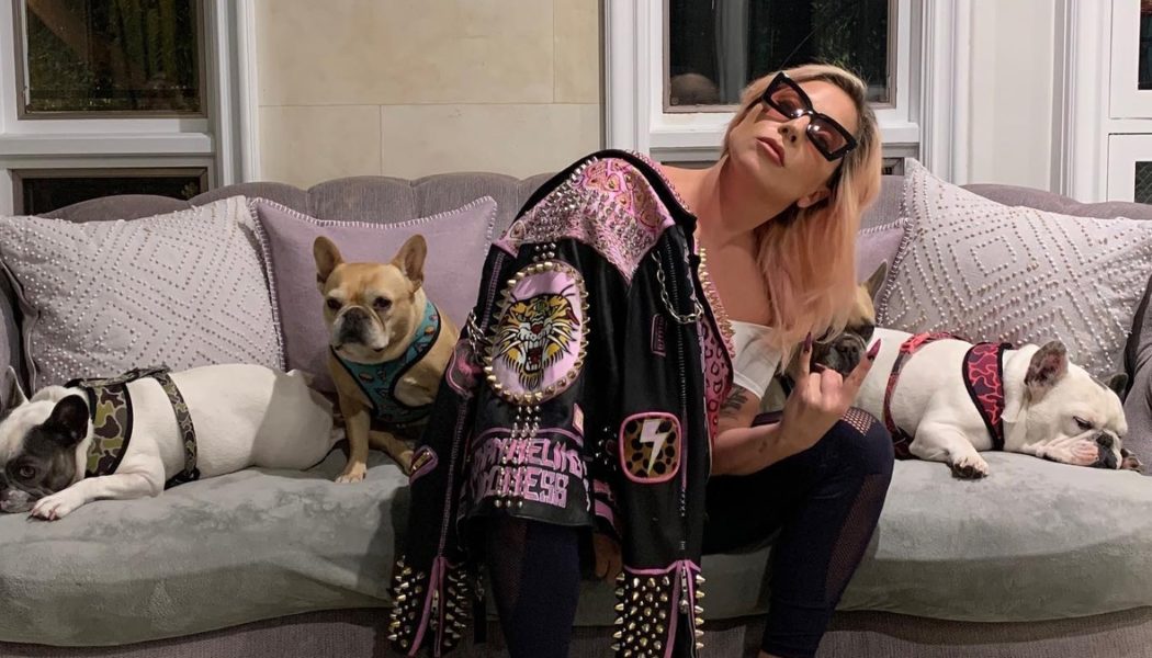 Lady Gaga Dognapper Receives Four-Year Prison Sentence