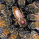 This Queen Bee is a Hive of Information