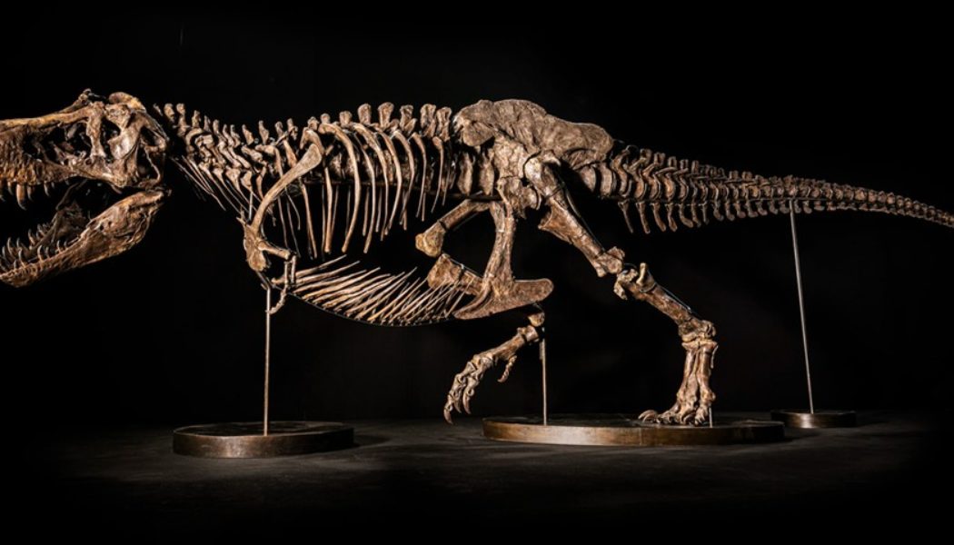 Shen the T. Rex Is Set to Hit Christie’s Auction