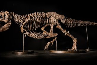 Shen the T. Rex Is Set to Hit Christie’s Auction